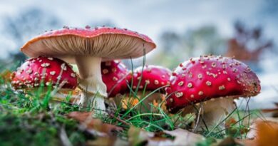 What are the Side Effects of Tiger Milk Mushroom-featured