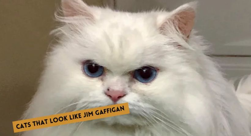 What Do People Think Jim Gaffigan Looks Like Kneecaps, Babies, And Everything In Between